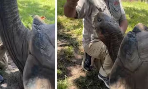 106-year-old-tortoise-loves-to-eat-cucumber