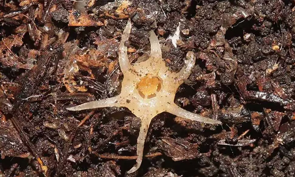unearthed-wonder-discover-the-squid-like-plant-found-in-japan-after-nearly-a-century
