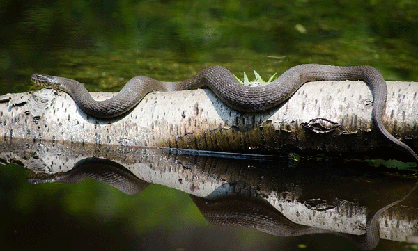 Center with action plan to save people who have been bitten by snakes in the country; Helpline opened