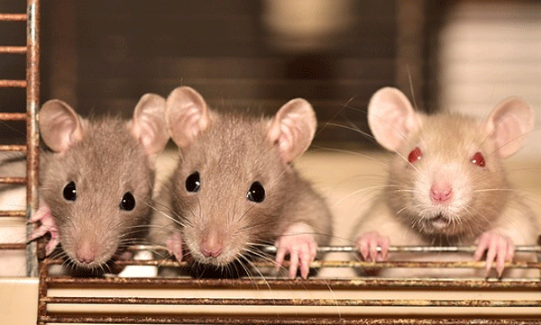 
Rats eat husks, including cannabis; Police with complain