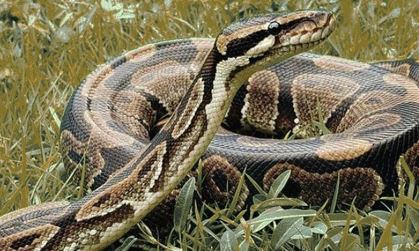 Pythons New 'Superfood'; Researchers have found that pythons are better meat than chickens, pigs and cattle