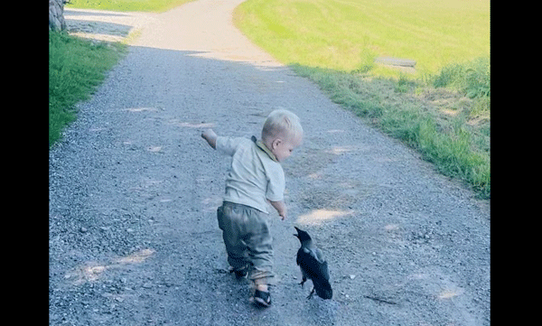 
A crow is the friend of this two-year-old; the video of the rare friendship has gone viral on social media