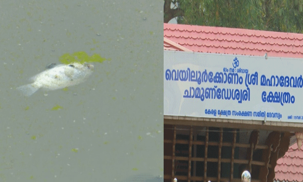 police-investigation-into-the-death-of-fish-in-temple-pond