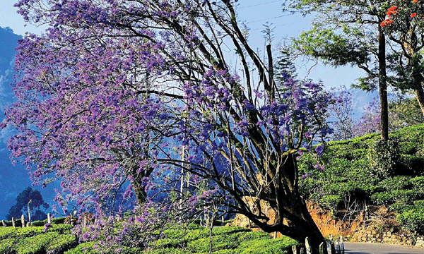 The tea hills of Munnar are covered with blue spring and jacaranda flowers