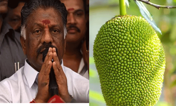 o-panneerselvam-got-jackfruit-as-election-symbol