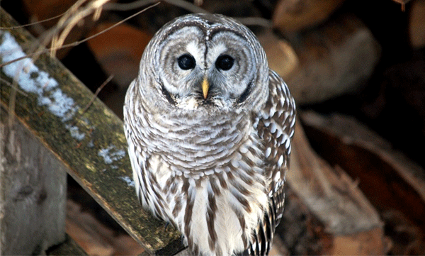proposal-to-kill-5-lakh-barred-owls-to-protect-the-spotted-owl-sparks-controversy-in-us-sbilnd
