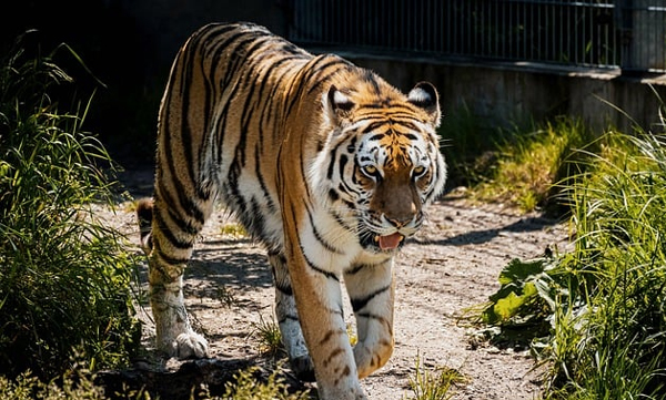 in-this-zoo-tigers-not-fed-meat-on-saturdays-reason