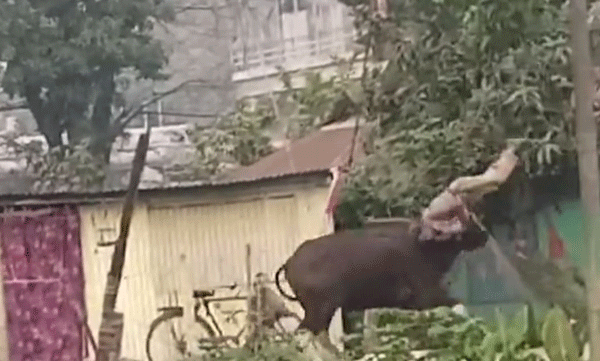 An attempt to provoke a wild buffalo, after which the youth was stabbed; The survivor was saved