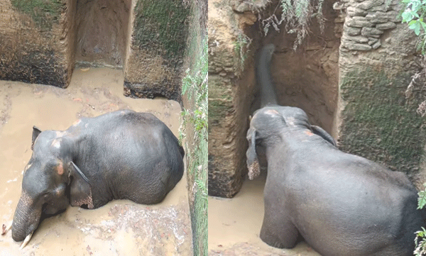 tranquilizer-dart-will-use-in-wild-elephant-in-kothamangalam