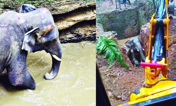 The wild elephant that fell into the well was rescued after 16 hours