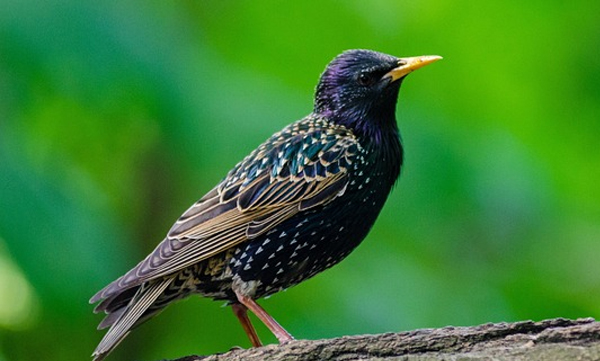 birds-copying-siren-sound-and-its-confusing-police