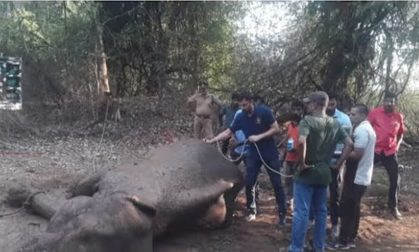 the-injured-wild-elephant-lay-down-in-malampuzha