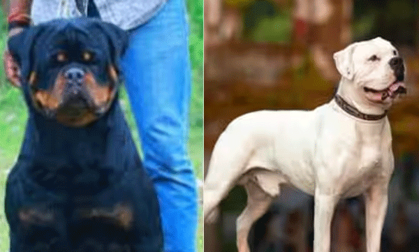 delhi-highcourt-lift-ban-on-import-of-american-bulldog-and-rotwheeler-