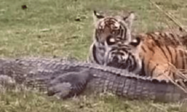 tigress-and-cubs-hunting-and-eating-crocodile-video-from-ranthambore-national-park