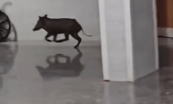 wild-boar-in-pathanamthitta-medical-college