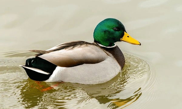 Ducks have bird flu again and need to be careful; Watch for symptoms and fever