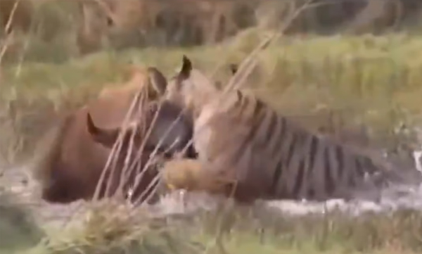 tiger-attacked-wild-buffallo