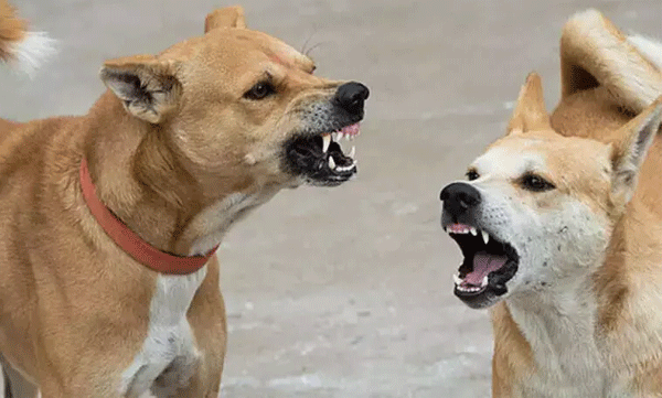 stray-dog-attack-in-kodungallur-several-people-injured-including-20-year-old-girl