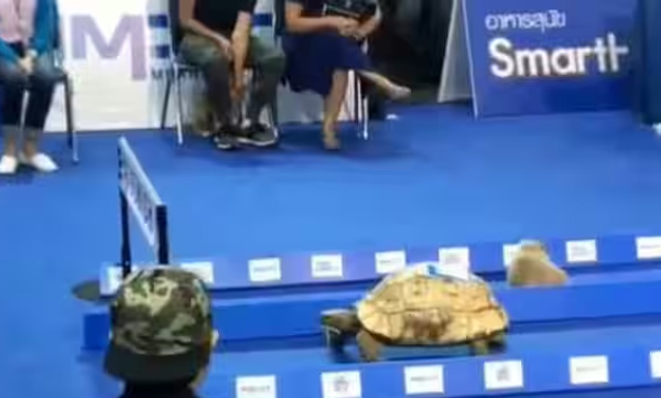 tortoise-rabbit-race-who-is-the-winner-video-s