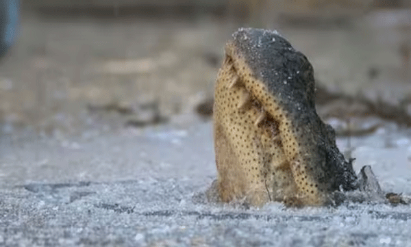 Housewife scared by crocodile, dog as savior