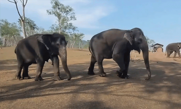 55-years-of-friendship-story-of-two-elephants