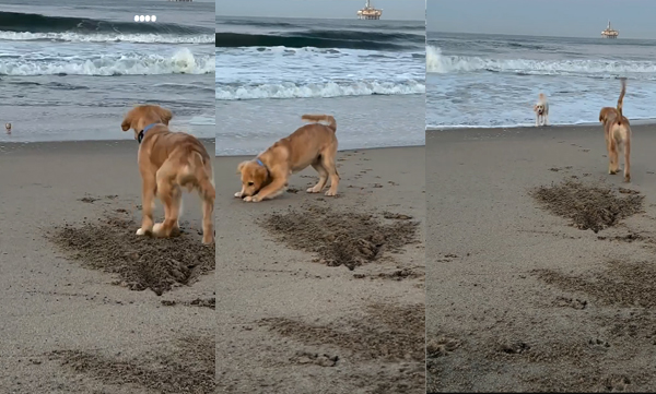 video-of-the-dogs-friendship-is-going-viral-on-social-media
