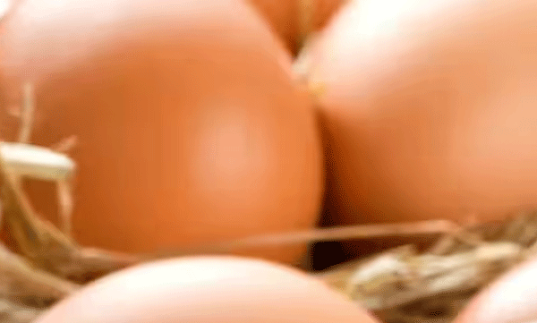 restrictions-on-sale-of-eggs-and-meat-of-alappuzha-ducks-and-chickens