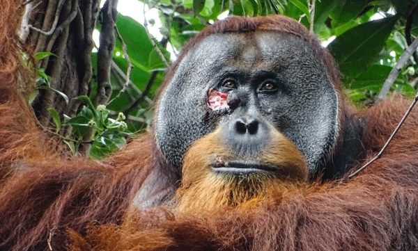 orangutan-seen-treating-wound-with-medicinal-plant-in-world-first