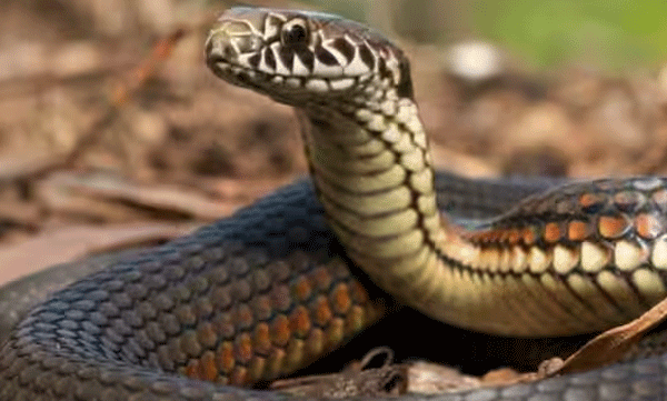 youth-dies-of-snakebite-the-family-immersed-the-dead-body-in-the-ganga-for-more-than-two-days