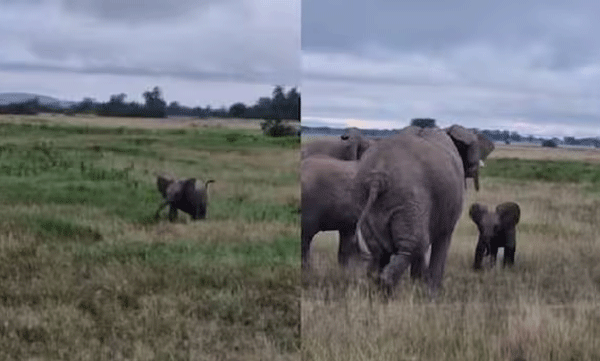where-is-my-mother-baby-elephant-viral-video