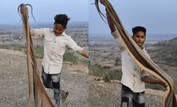 A young man's adventure in handling a swarm of snakes; The video went viral on social media