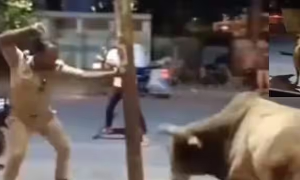 cop-and-bull-chasing-each-other-video-viral