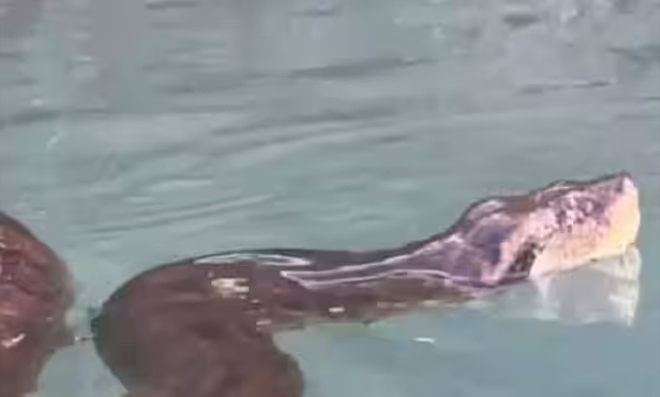 man-swims-with-anaconda-viral-video