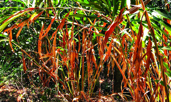 During the heat wave in the state, more than 110 crores worth of crop damage