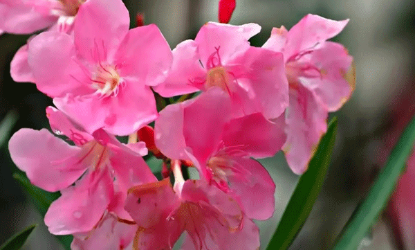 do-not-use-aril-flower-in-nivedyam-says-travancore-devaswom-board