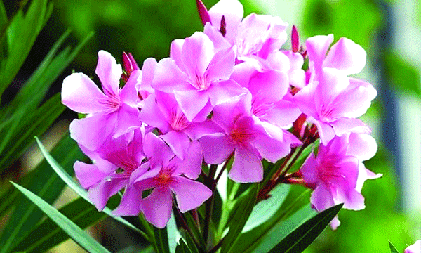 No more Archana Nivedya