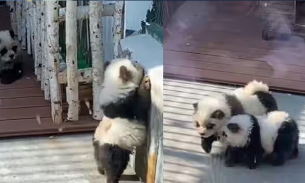 chinese-zoo-painted-dogs-black-and-white-like-pandas-and-put-on-display