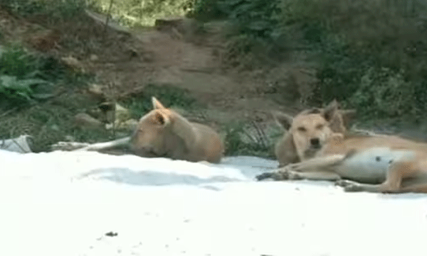 Stray dog ​​attacks six-year-old girl; Then the locals attacked the couple who had been fed by stray dogs; The incident happened in Noida