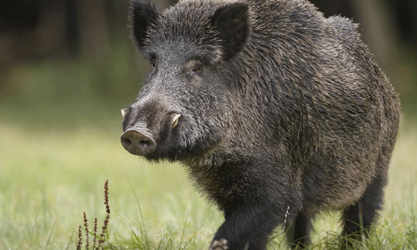 one-arrest-in-old-womans-death-after-stuck-in-electric-trap-for-wild-boar