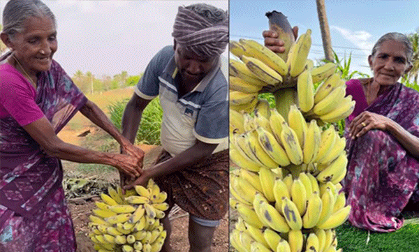elderly-womans-traditional-banana-ripening-technique