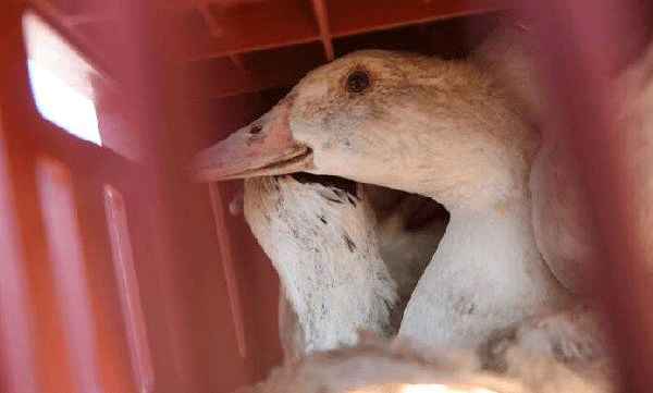 bird-flu-confirmed-in-pathanamthitta-niranam