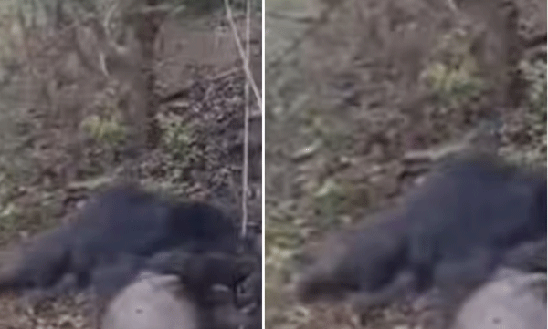 bear-died-in-palakkad-postmortem-today