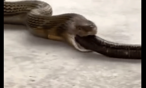 The king cobra swallowed not one but three snakes at once; The video went viral