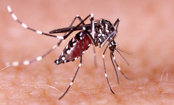 huge-increase-in-viral-infection-cases-in-idukki-confirmed-171-dengue-fever-cases