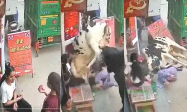 cctv-footage-of-cows-rammed-into-girls-goes-viral