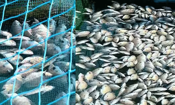 fishes-died-due-to-chemical-pollution-in-periyar-continues-