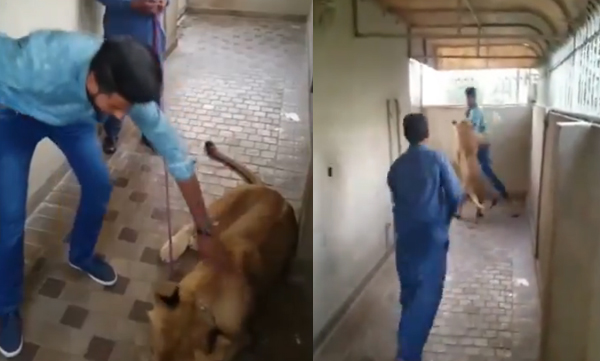man-trying-to-pet-lion-then-this-is-happened