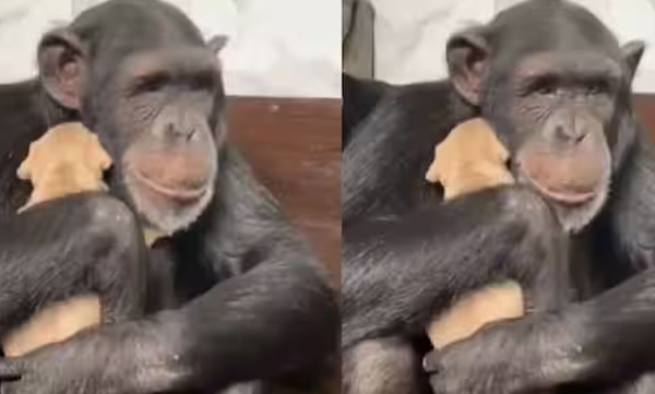 chimpanzee-seeing-a-puppy-first-time-hugging-and-caring