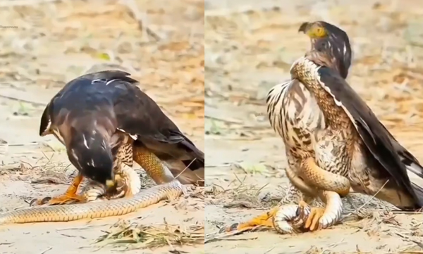 eagle-trying-to-feed-on-snake-gets-strangulated