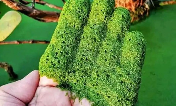 discover-the-worlds-tiniest-fruit-meet-the-surprisingly-edible-wolfia-globosa